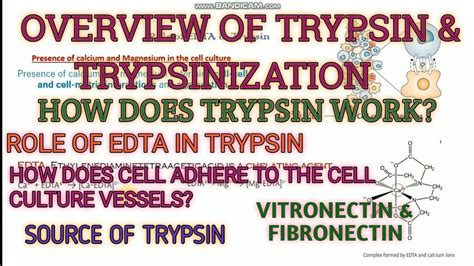 tryple|tryple vs trypsin.